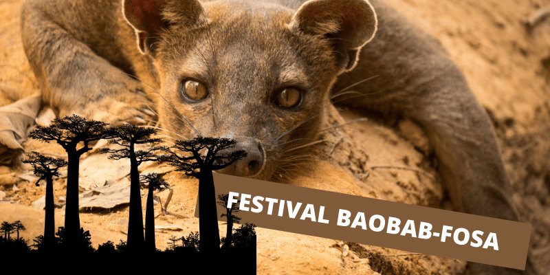 festival baobab-fosa