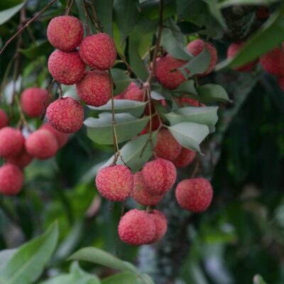 litchi