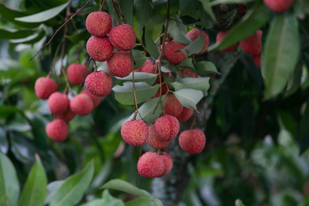 litchi