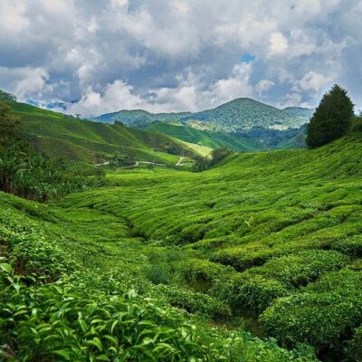 montagne-thé-verte